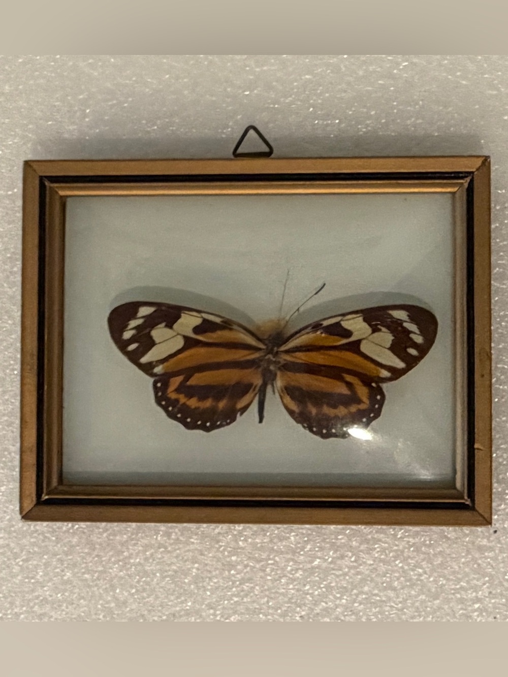 Framed Butterfly from Brazil